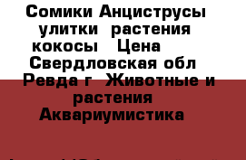 Сомики Анциструсы, улитки, растения, кокосы › Цена ­ 40 - Свердловская обл., Ревда г. Животные и растения » Аквариумистика   